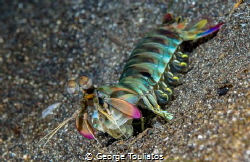 Mantis Shrimp!!! by George Touliatos 